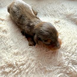 Clement - Chocolate and tan male Dachshund puppy in Nashville, Tennessee from Mini Browne Dachshunds