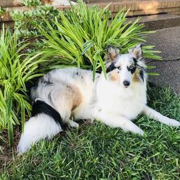 AvaJade - Shetland Sheepdog