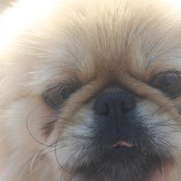 Boggie - Pomeranian