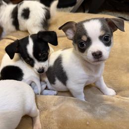 Danny - Blue and white male Chihuahua puppy in Amity, Pennsylvania from Rhoda and Verna
