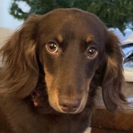 Spruce - Dachshund