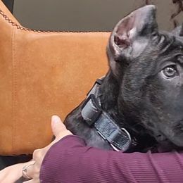 Cream Collar Black Brindle - Cane Corso puppy from Nephilim Cane Corso
