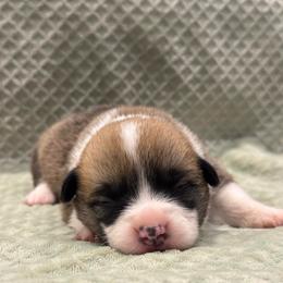 Grumpy - Red male Pembroke Welsh Corgi puppy in Stephenville, Texas from Rising JM Pembrokes