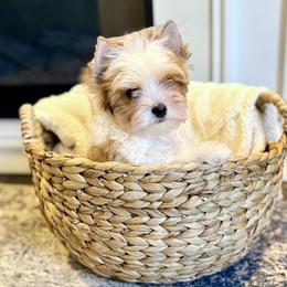 Biewer Terrier and Russian Salon Dog Puppies from Petit Bijou