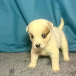 Fergus - Red speckled male Australian Cattle Dog puppy in Rosharon, Texas from 4Surge Cattle Dogs