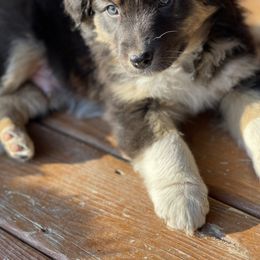 Australian Shepherd Puppies from Cottage Farm Aussies