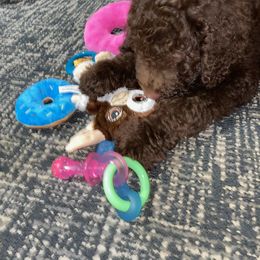 Labradoodle and Poodle Puppies from Dotsie's Doodles