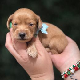 Cream girl - Cream female Dachshund puppy in Winter Haven, Florida from Davidson's Dachshunds