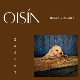Oisín - Light golden male Golden Retriever puppy in El Campo, Texas from Starlight Goldens