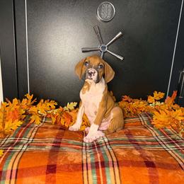Boy 3 - Fawn male Boxer puppy in Prestonsburg, Kentucky from Diamond Standard Boxers