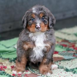 Scotts - Merle male Bernedoodle puppy in Dundee, Ohio from Down Home Doodle