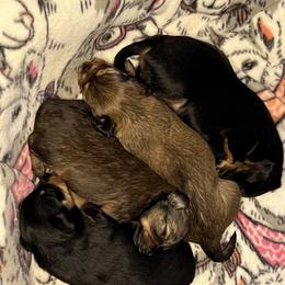 Prague Ratter Puppies from North Star Gem’s Prague Ratters