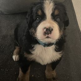 Bernese Mountain Dog Puppies from Hilltop K9