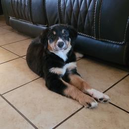 Seal - Seal male Border Collie puppy in Morgan, Texas from Shooting Star Ranch