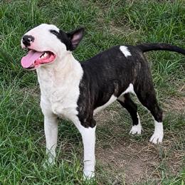 Cali - Bull Terrier