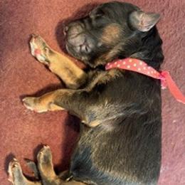 Girl 1 - Only Girl - Pink Polka Dot Collar - Black and red female German Shepherd puppy in Valley Springs, South Dakota from Von Pasch German Shepherds