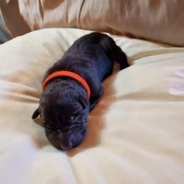 Girl 5 - German Shepherd puppy in Mead, Colorado from North Creek German Shepherds