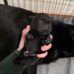 White - Black female Labrador Retriever puppy in Buckley, Washington from Buckley Labradors