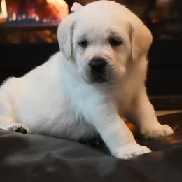 FEMALE 1 - Yellow female Labrador Retriever puppy in Pasco, Washington from ROCK CREEK LABRADORS