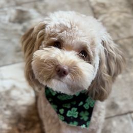 Goldendoodle All Grown Up from Scherrer Sweet Goldendoodles