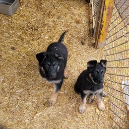 German Shepherd Puppies from Cornil Dariy