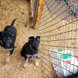 German Shepherd Puppies from Cornil Dariy