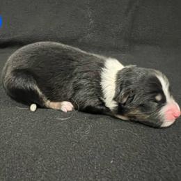 Boy 1 - Black tri male Miniature Australian Shepherd puppy in Lubbock, Texas from Reveille awesome aussies
