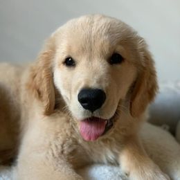 Golden Retriever Puppies from OPK Goldens