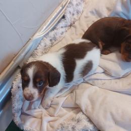 Smiley - Piebald male Dachshund puppy in Wichita, Kansas from Lauren's Dachshunds