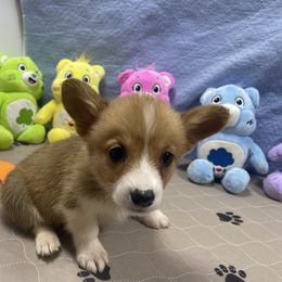 Bingo - Red female Pembroke Welsh Corgi puppy in Apison, Tennessee from Ashmore Corgis