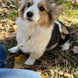 Daisy - White and black female Pembroke Welsh Corgi puppy in White, Georgia from Royal Diamond Corgis