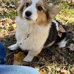 Daisy - White and black female Pembroke Welsh Corgi puppy in White, Georgia from Royal Diamond Corgis