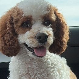Nix - Cavapoo