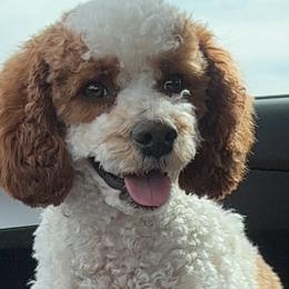 Nix - Cavapoo