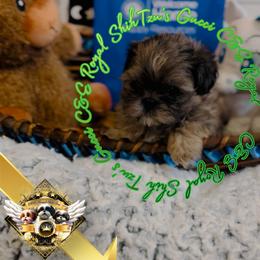 Chihuahua and Shih Tzu Puppies from C&E Royal Shih Tzu