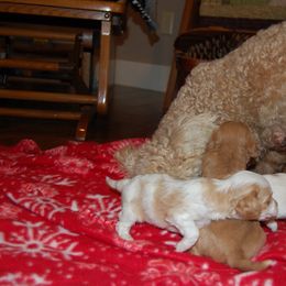 Cavapoo Puppies from Dogwood & Sassafras Companions