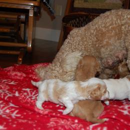 Cavapoo Puppies from Dogwood & Sassafras Companions