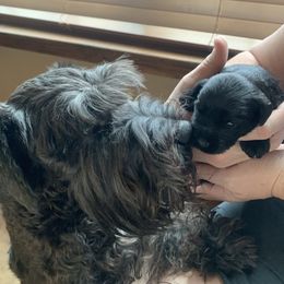 Brock's Miniature Schnauzer - Black male Miniature Schnauzer puppy in Greensburg, Louisiana from Brock’s  Miniature Schnauzers