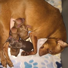 Boy 1 - Chocolate and rust male Miniature Pinscher puppy in Cincinnati, Ohio from ALL AMERICAN K9 LLC