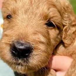 Goldendoodles from Goshen Doodles