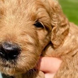 Goldendoodles from Goshen Doodles