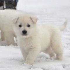Berger Blanc Suisse Puppies from Foreman’s White Swiss Shepherds