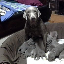 Labrador Retriever Puppies from Walker Creek Silver Labs