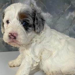 Lennie - Merle male Cockapoo puppy in Lebanon, Missouri from Cobbs Creek Canines