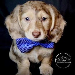 Dachshund Puppies from Bald Mountain Dachshunds