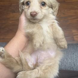 Dachshund puppies from TeenieWeenieDoxies