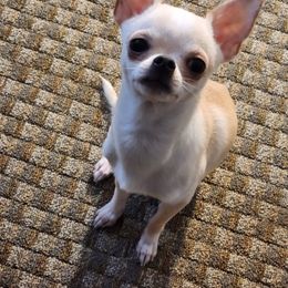 Asher - Chihuahua