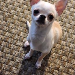 Asher - Chihuahua
