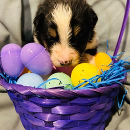 Saucy - Black tri-color female Australian Shepherd puppy in Muncie, Indiana from Gemfire Australian Shepherds