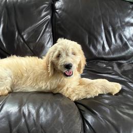 Benji - Cream male Goldendoodle puppy in Westbrook, Maine from Snowypaw Golden Retrievers
